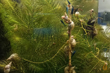 Lade das Bild in den Galerie-Viewer, Spitzschlammschnecken - Yoda Schnecken | Lymnaea stagnalis fressen einen Garnelen Lutscher / Lollie