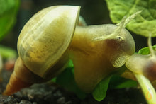 Lade das Bild in den Galerie-Viewer, Spitzschlammschnecke - Yoda Schnecke | Lymnaea stagnalis