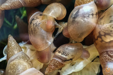 Lade das Bild in den Galerie-Viewer, Spitzschlammschnecken - Yoda Schnecken | Lymnaea stagnalis