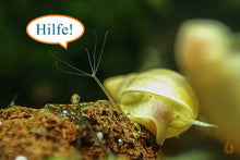 Lade das Bild in den Galerie-Viewer, Spitzschlammschnecke - Yoda Schnecke | Lymnaea stagnalis frisst eine Hydra / Süßwasserpolyp