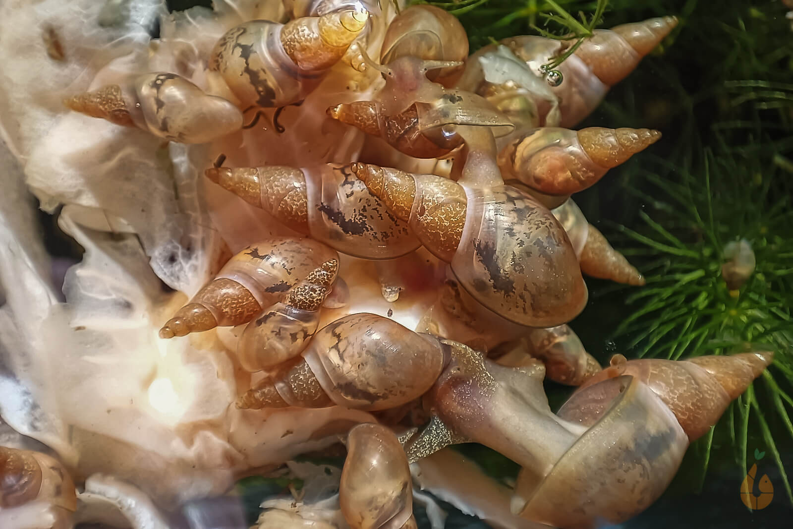 Spitzschlammschnecke Yoda Schnecke | Lymnaea stagnalis
