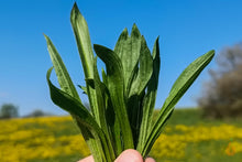 Lade das Bild in den Galerie-Viewer, Spitzwegerich Blätter getrocknet | Premium Qualität