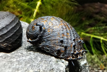 Lade das Bild in den Galerie-Viewer, Stachelige Rennschnecke / Napfschnecke | Neritina juttingae im Aquascaping Aquarium