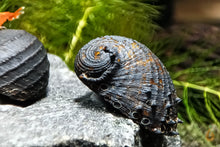 Lade das Bild in den Galerie-Viewer, Stachelige Rennschnecke / Napfschnecke | Neritina juttingae im Aquascape Aquarium