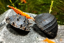 Lade das Bild in den Galerie-Viewer, Stachelige Rennschnecke / Napfschnecke | Neritina juttingae im Aquarium