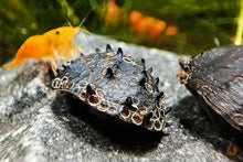 Lade das Bild in den Galerie-Viewer, Stachelige Rennschnecke / Napfschnecke | Neritina juttingae im Nano Aquarium