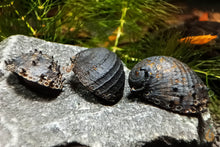 Lade das Bild in den Galerie-Viewer, Stachelige Rennschnecken / Napfschnecken | Neritina juttingae