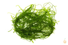 Lade das Bild in den Galerie-Viewer, Ufermoos / Stringy Moos | Leptodictyum riparium