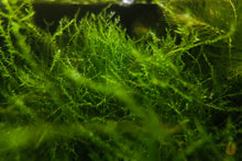 Lade das Bild in den Galerie-Viewer, Ufermoos / Stringy Moos | Leptodictyum riparium im Nano Aquarium