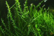 Lade das Bild in den Galerie-Viewer, Ufermoos / Stringy Moos | Leptodictyum riparium im Aquarium