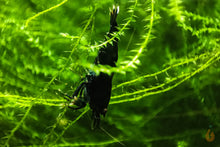 Lade das Bild in den Galerie-Viewer, Ufermoos / Stringy Moos | Leptodictyum riparium mit einer King Kong extreme Garnele