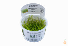 Lade das Bild in den Galerie-Viewer, Ufermoos / Stringy Moos | Leptodictyum riparium | In Vitro Aquariummoos