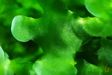 Lade das Bild in den Galerie-Viewer, Süßwassertang / Süßwasser Tang | Lomariopsis lineata Makroaufnahme