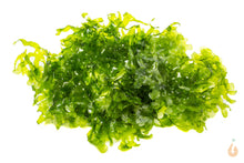 Lade das Bild in den Galerie-Viewer, Süßwassertang / Süßwasser Tang | Lomariopsis lineata