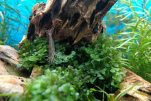 Lade das Bild in den Galerie-Viewer, Süßwassertang / Süßwasser Tang | Lomariopsis lineata im Aquarium