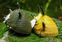 Lade das Bild in den Galerie-Viewer, Sun Geweihschnecke / Hörnchenschnecke | Clithon subgranosum im Nano Aquarium