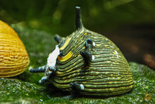 Lade das Bild in den Galerie-Viewer, Sun Geweihschnecke / Hörnchenschnecke | Clithon subgranosum im Aquascaping Aquarium