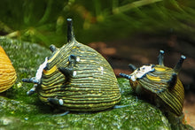 Lade das Bild in den Galerie-Viewer, Sun Geweihschnecke / Hörnchenschnecke | Clithon subgranosum im Aquarium
