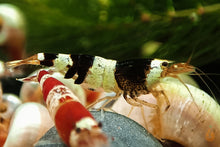 Lade das Bild in den Galerie-Viewer, Taiwan Bienen Mischer | Kreuzung | Caridina sp.