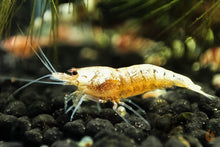 Lade das Bild in den Galerie-Viewer, Bunter Taiwan Bienen Garnelen Party-Mix | Bunte Farbmischung | Caridina sp. | 10+1 & kostenlose Probe