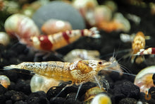 Lade das Bild in den Galerie-Viewer, Taiwan Bienen Mischer | Kreuzung | Caridina sp.