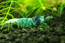 Lade das Bild in den Galerie-Viewer, Bunter Taiwan Bienen Garnelen Party-Mix | Bunte Farbmischung | Caridina sp. | 10+1 & kostenlose Probe