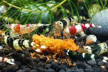 Lade das Bild in den Galerie-Viewer, Taiwan Bienen Garnelen Party-Mix | Bunte Farbmischung | Caridina sp. | 10 Stück