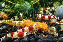 Lade das Bild in den Galerie-Viewer, Taiwan Bienen Garnelen Party-Mix | Bunte Farbmischung | Caridina sp. | 10 Stück