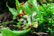 Lade das Bild in den Galerie-Viewer, Rote Sakura Garnelen fressen eine Taubnessel mit Blüten