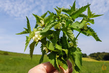 Lade das Bild in den Galerie-Viewer, Taubnessel Blätter weiß blühend