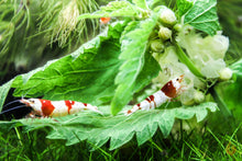 Lade das Bild in den Galerie-Viewer, Red Bee PRL mini Garnelen | Caridina logemanni - Pure Red Line Bee