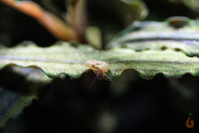 Lade das Bild in den Galerie-Viewer, Mini Posthornschnecke / Tellerschnecke | Mini PHS | Gyraulus chinensis auf einer Bucephalandra