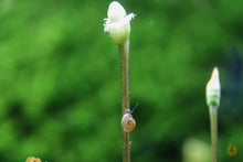Lade das Bild in den Galerie-Viewer, Mini Posthornschnecke / Tellerschnecke | Mini PHS | Gyraulus chinensis im Aquarium