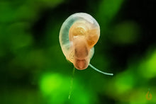 Lade das Bild in den Galerie-Viewer, Mini Posthornschnecke / Tellerschnecke | Mini PHS | Gyraulus chinensis im nano Aquarium
