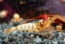 Lade das Bild in den Galerie-Viewer, Tibee Garnelen Party-Mix | Tiger Bienen | Caridina sp. | 10 Stück