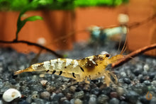 Lade das Bild in den Galerie-Viewer, Tibee Garnelen Party-Mix | Tiger Bienen | Caridina sp. | 10 Stück