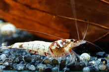 Lade das Bild in den Galerie-Viewer, Tibee Garnelen Party-Mix | Tiger Bienen | Caridina sp. | 10 Stück im Nano Aquarium