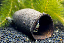 Lade das Bild in den Galerie-Viewer, Trompeten Kapsel / Schote XL | Natürliche Höhle / Unterschlupf im Aquarium