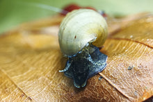 Lade das Bild in den Galerie-Viewer, Venezolanische Turmdeckelschnecke | TDS | Melanoides sp. - Rarität auf einem Buche Blatt