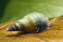 Lade das Bild in den Galerie-Viewer, Venezolanische Turmdeckelschnecke | TDS | Melanoides sp. - Rarität im nano Aquarium