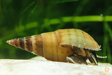 Lade das Bild in den Galerie-Viewer, Venezolanische Turmdeckelschnecke | TDS | Melanoides sp. - Rarität