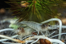Lade das Bild in den Galerie-Viewer, White Pearl Garnele / Weißperlengarnele | Neocaridina palmata "White Pearl" im Garnelenaquarium