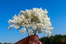 Lade das Bild in den Galerie-Viewer, Wilde Möhre Blüten getrocknet | Premium Qualität