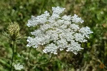 Lade das Bild in den Galerie-Viewer, Wilde Möhre Blüten getrocknet | Premium Qualität