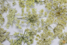 Lade das Bild in den Galerie-Viewer, Wilde Möhre Blüten getrocknet | Premium Qualität