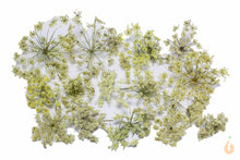 Lade das Bild in den Galerie-Viewer, Wilde Möhre Blüten getrocknet | Premium Qualität