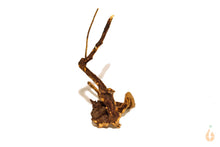 Lade das Bild in den Galerie-Viewer, Moorwurzel Nr.15 | 16x15x9cm (BxHxT)