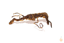 Lade das Bild in den Galerie-Viewer, Moorwurzel Nr.16 | 19x6x18cm (BxHxT)