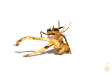 Lade das Bild in den Galerie-Viewer, Moorwurzel Nr.18 | 22x6x12cm (BxHxT)