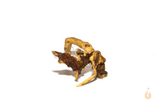 Lade das Bild in den Galerie-Viewer, Moorwurzel Nr.23 | 20x6x10cm (BxHxT)